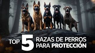 5 MEJORES PERROS PARA PROTECCIÓN  Cuál es el mejor perro para protección [upl. by Burroughs]