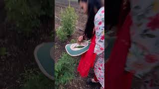 poojasmarathichannel villagevlog villagefood villager supportmychannel subscribe [upl. by Relyuhcs524]