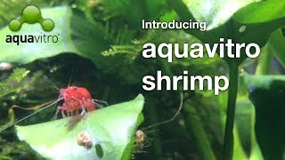 NEW aquavitro shrimp line [upl. by Sorazal]