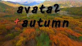 avata2  autumn djiavata2fpv jeb [upl. by Krystyna696]