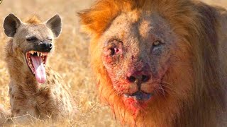 Lion vs Hyenas The Shocking Capture You Wont Forget [upl. by Nauaj486]