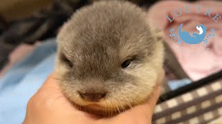 Birthday Comparison Of The Otters Faces As Babies And Now [upl. by Penrod]