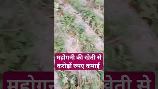 महोगनी की खेती के फायदे होती हैं करोड़ों में कमाई agriculture shortvideo farming mahoganytree [upl. by Lucina]