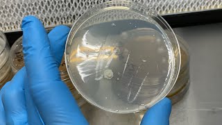 Identifying mushroom mycelium vs bacteria and the importance of observing plates [upl. by Herriott]