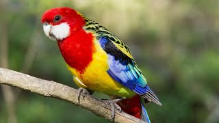 Eastern Rosella  A colorful visitor in my garden [upl. by Desmond]