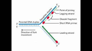 Process of DNA Replication and Synthesis [upl. by Abeu230]