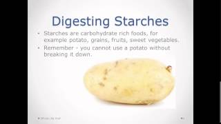 Digestion Part 1  Starches  Carbohydrates [upl. by Naut]