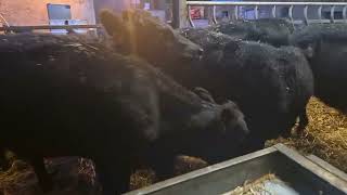 22 ABERDEEN ANGUS HEIFERS FOR SALE [upl. by Nauqan]