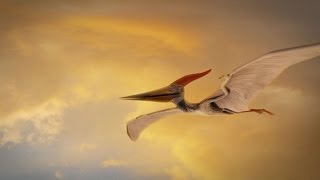 How Were Pterosaurs Adapted for Flight [upl. by Southard778]