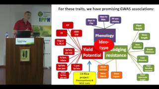 Phenotyping and GWAS for rice improvement A strategy and partial results towards multi trait ideoty [upl. by Howe]