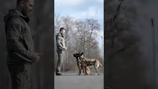 k9 dog dogsoftiktok tactical dogtrainer trending viralvideo [upl. by Yasnil]