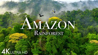 Amazon 4k  The World’s Largest Tropical Rainforest Part 2  Jungle Sounds  Scenic Relaxation Film [upl. by Guthrie]