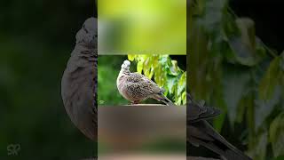 Spotted Dove 🕊 spotteddove birds shorts shortsfeed nature music [upl. by Nymassej219]