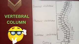 Easy Guide to Drawing the Vertebral Column  Step by Step tutorial [upl. by Nuavahs320]