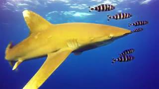 Scuba Diving with Sharks at Marsa Alam  Red Sea  Egypt quotFrom Shagra With Lovequot [upl. by Robbin]