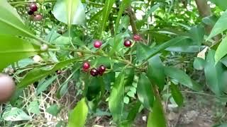 6 Coralberry KILI NJAVAL ARDISIA ELLIPTICA கிளி நாவல் பழம் [upl. by Nnadroj337]