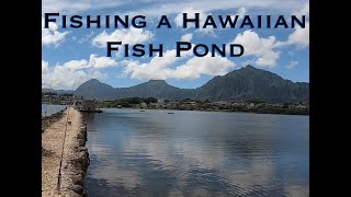 Fishing in a Hawaiian Fish Pond  Bonefish  Papio Ulua [upl. by Chandra]