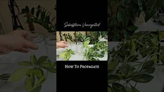 Schefflera Propagation in Water 💚 schefflera indoorplants shorts [upl. by Timothee62]