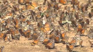 Monarch Butterflies Michoacán Mexico [upl. by Peih883]