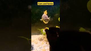 live feeding fahaka puffer fish pufferfish snail pet aquarium puffer shorts livefeeding fish [upl. by Nnyltak]