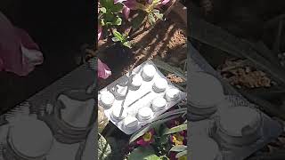 Save Ur Plant With Hydrogel Tablet Gardening plantcare youtubeshorts winterplants [upl. by Arraeit61]