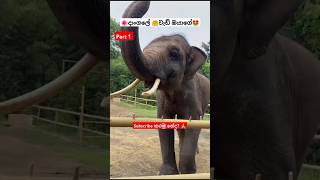 Dangale Wedi Oyage ytshorts short trending Song Tiktok shortvideo Elephant 🥰 [upl. by Dajma]