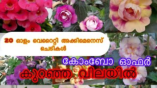 20 തരം അക്കിമെനസ് ചെടിയുടെ അടിപൊളി കോംബോ  achimenes plants combo offercombooffer hangingplants [upl. by Rebmeced]