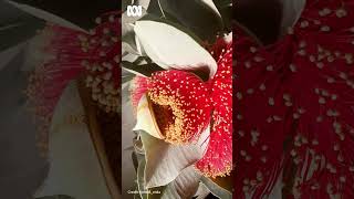 Macrocarpa flowering timelapse  Gardening Australia gardeningaustralia [upl. by Ecire]