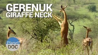 Gerenuk Giraffe Neck  Nature  Planet Doc Full Documentaries [upl. by Eikcaj]