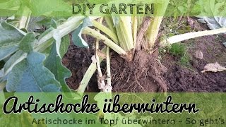 Artischocke überwintern im Garten und im Kübel [upl. by Arek]