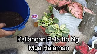 Masustansyang Pagkain Para Sa Ating Mga HalamanFertilizerVermicastPaano Nga Ba Gamitin [upl. by Morena154]