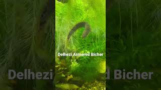 Delhezi Armored Bichir [upl. by Eleahcim]