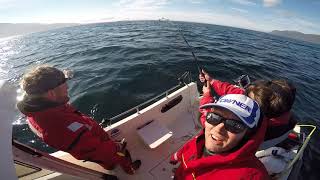 Stor kveite ved Andøya  big halibut catch [upl. by Bobette599]