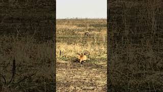 Tanzania Serengeti National Park  lioness on the hunt waiting for the warthogs July 2024 [upl. by Ynwat21]