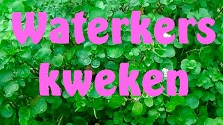 Waterkers kweken [upl. by Yellah59]