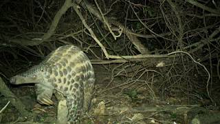 Giant pangolins Chester Zoo study to protect rare scaly mammals [upl. by Aveline972]