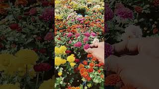 फूल का खूबसूरत जवाब 🌺🥀gardening trending flowers shortvideo motivation [upl. by Elamef]