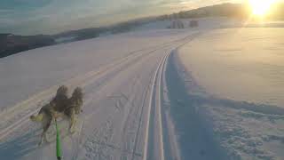 Nittedal på langs siberianhusky skijoring [upl. by Jarrid]