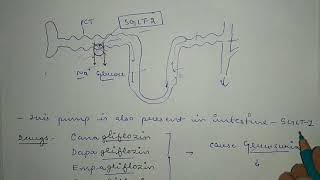 What are SGLT2 inhibitors  Chronic Kidney Disease  UHL NHS Trust [upl. by Ky]