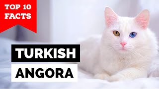 Turkish Angora  TOP 10 FACTS [upl. by Waldack]