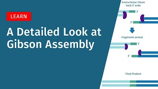 A Detailed Look at Gibson Assembly [upl. by Megen]