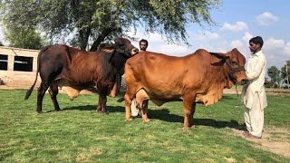 Pure Sahiwal Cow and Bull Selection Criteria ll Pure Sahiwal Cow ki Pehchan ll Haidry Dairy Farm [upl. by Aseram]