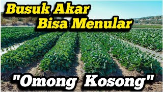 ❌ Penyakit Tular Tanah Cuma Mitos ❌ Busuk Akar Layu Fusarium Antraknosa Jamur Bakteri Patogen ❌ [upl. by Davison]