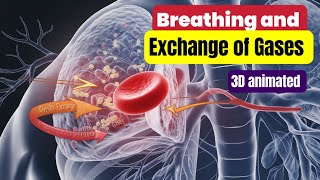 Breathing and Exchange of gases Class 11th biology [upl. by Aken700]