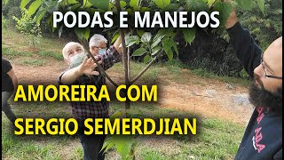 02 Amoreira Poda e Manejo Produzir em Área sem Cultivo Retorno com Sergio Semerdjian ao SAL [upl. by Uhayile54]