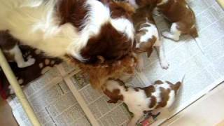 Megans Welsh Springer Spaniel puppies at two weeks old 23 02 11 001 [upl. by Trey559]