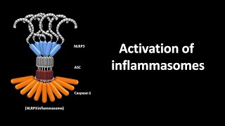 Inflammasome activation [upl. by Heyman]