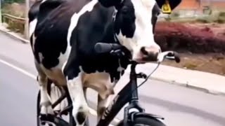 LIVE STREAM FUNNY VIDEO  The cows are amazing [upl. by Blakelee]