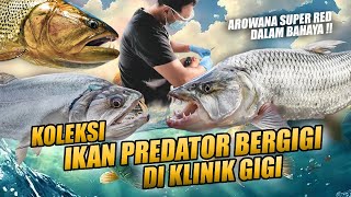 EPISODE KOLEKTOR  DOKTER GIGI MANIAK IKAN PREDATOR BERGIGI TAJAM  COMTANK HEBOH DAN GOKIL [upl. by Marchese425]