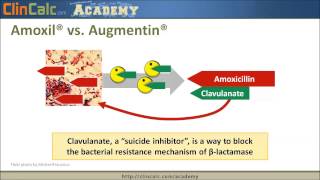 BLactam Antibiotics  Top 250 Drugs [upl. by Nevetse]